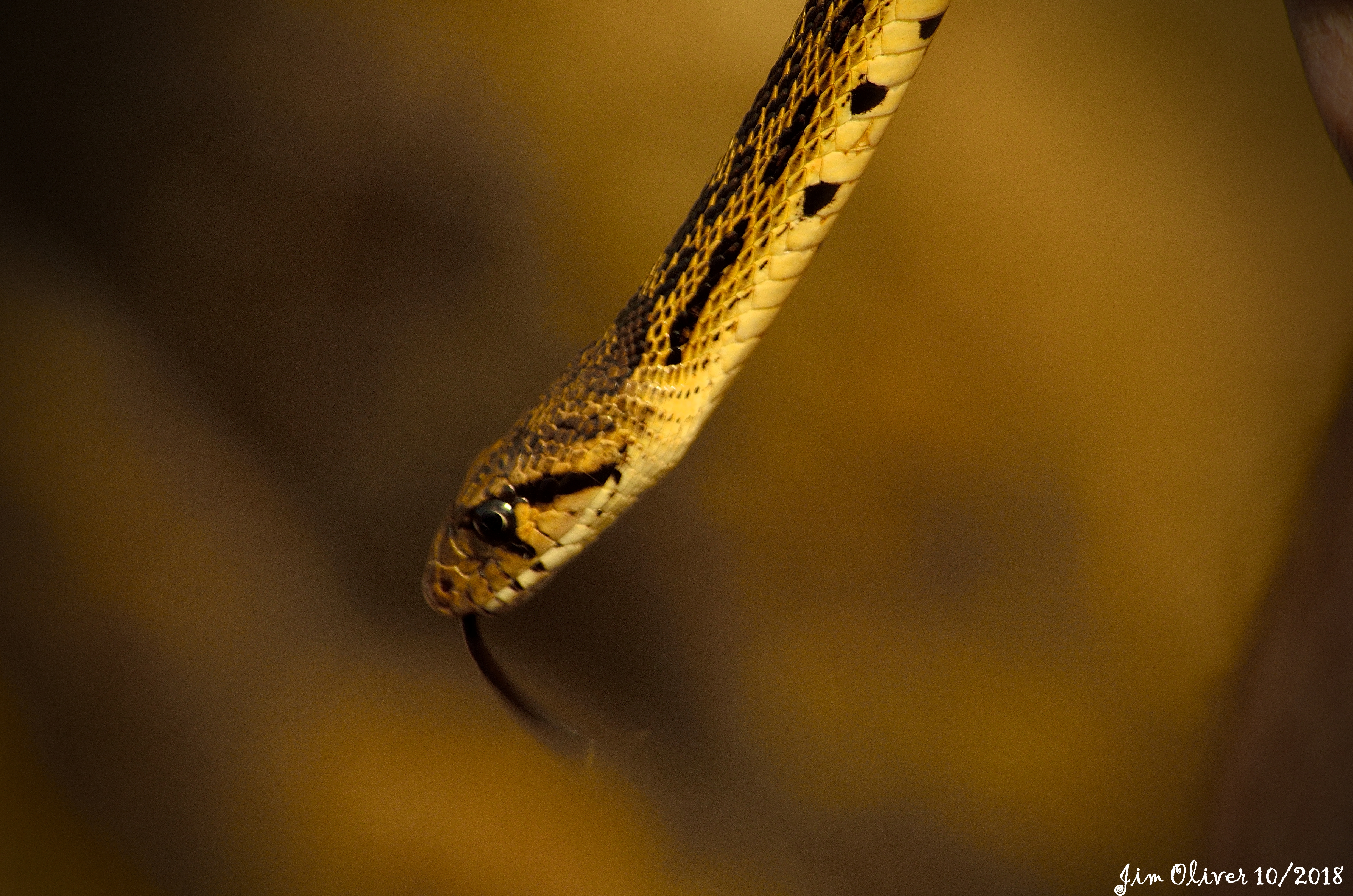 Gopher Snake (2)