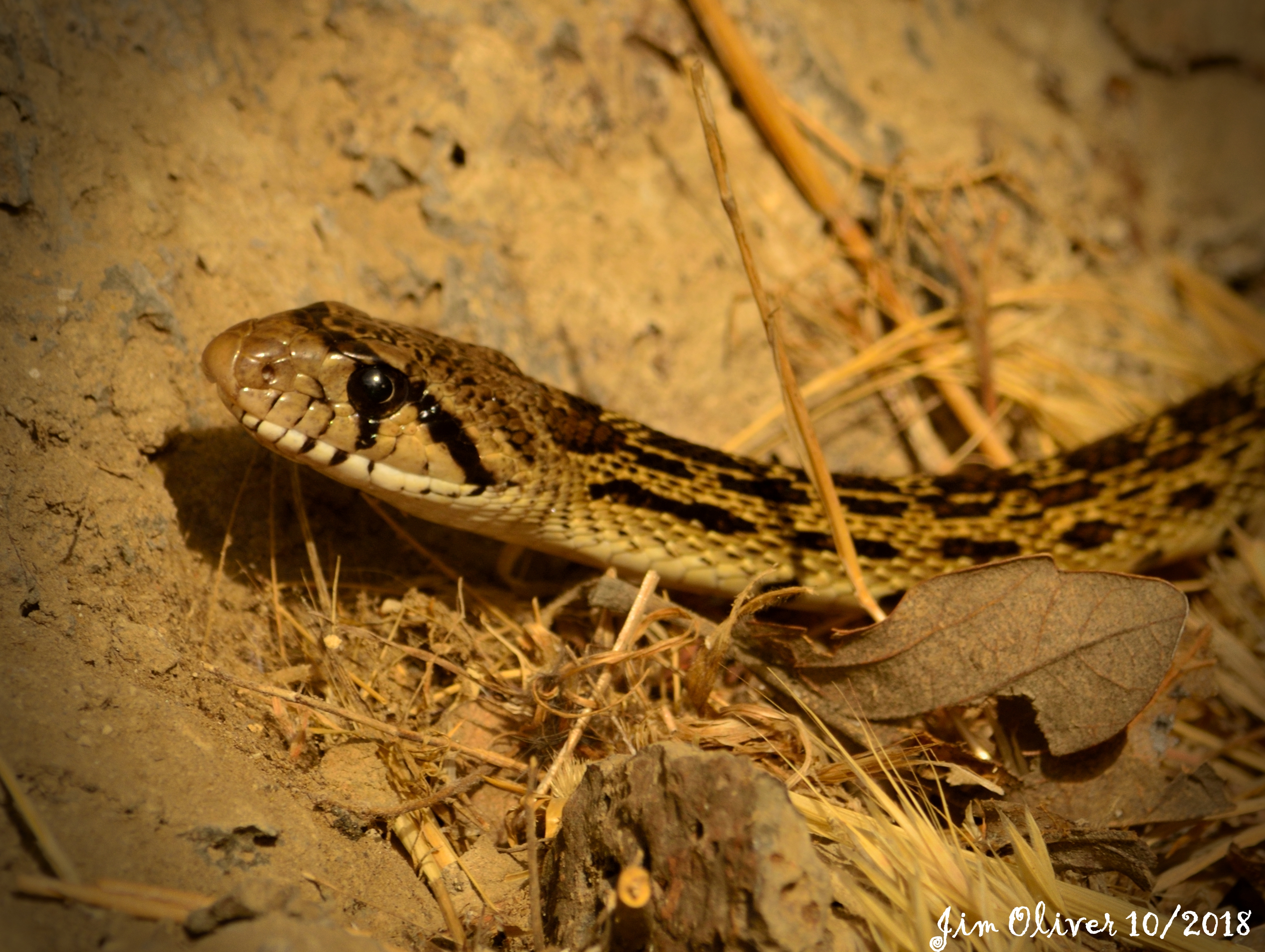 Gopher Snake (4)